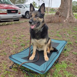 capek9obediencetraining