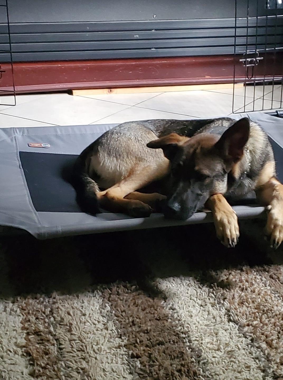 Best Dog Training in Cape Coral, Florida