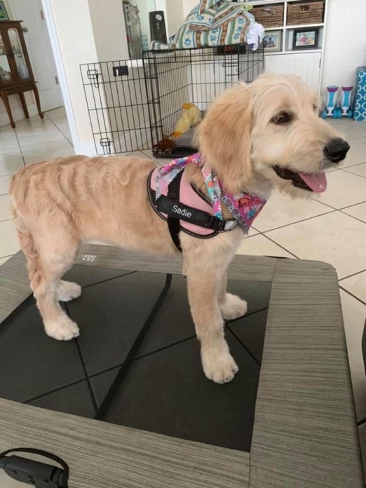 Cape K9 Testimonial - Karen K